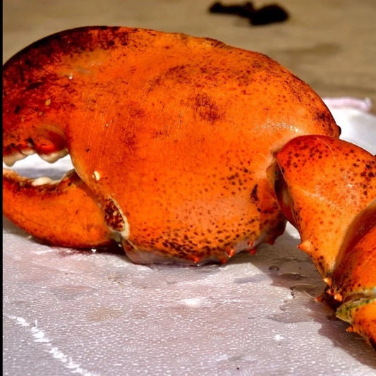 Giant kg-Grade Lobster Claw | Super Thick & Juicy | Premium Seafood Singapore - Only S$9.90