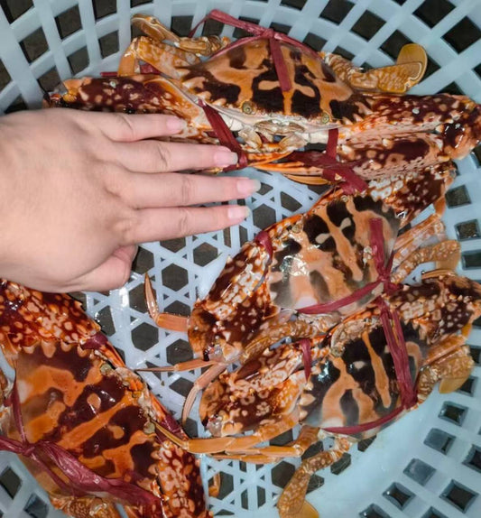 Premium Live Red Flower Crab | Jumbo 500g-1.5kg | 3X Money-Back Quality Guarantee